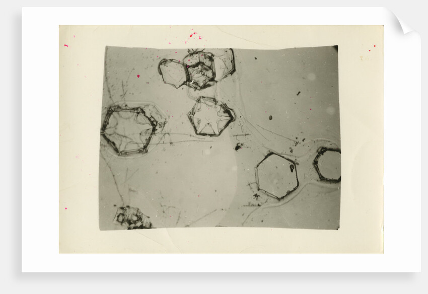 Snow crystals by Unknown