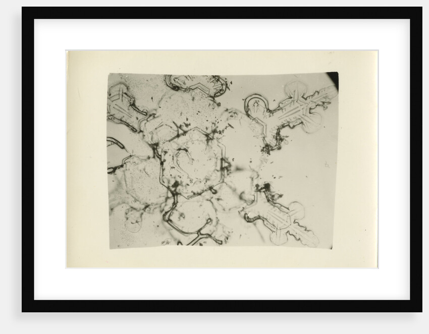 Snow crystal by Unknown