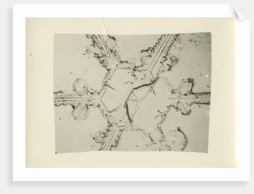 Snow crystal by Unknown