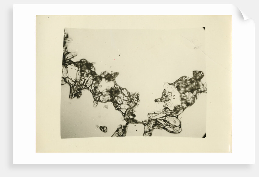 Snow crystal by Unknown