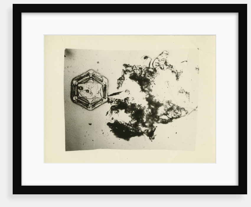 Snow crystal by Unknown