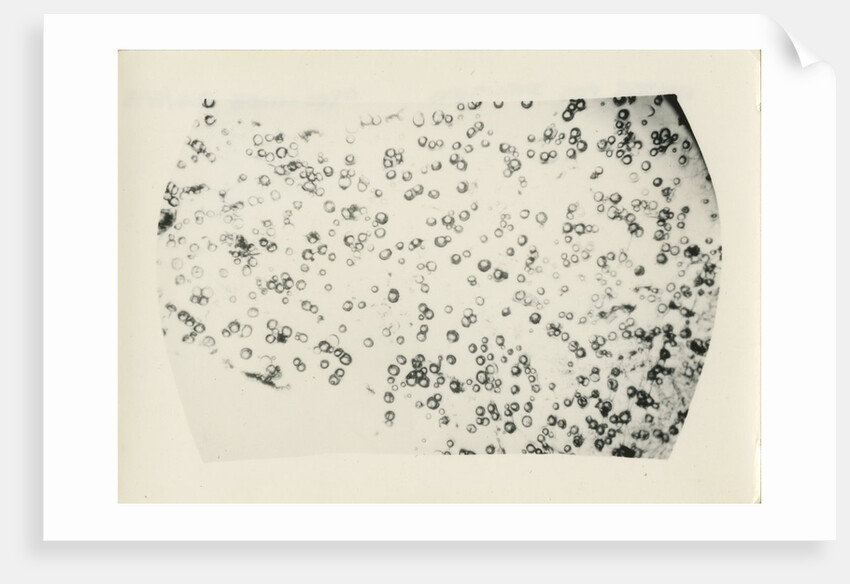 ‘Water fog droplets’ by Unknown