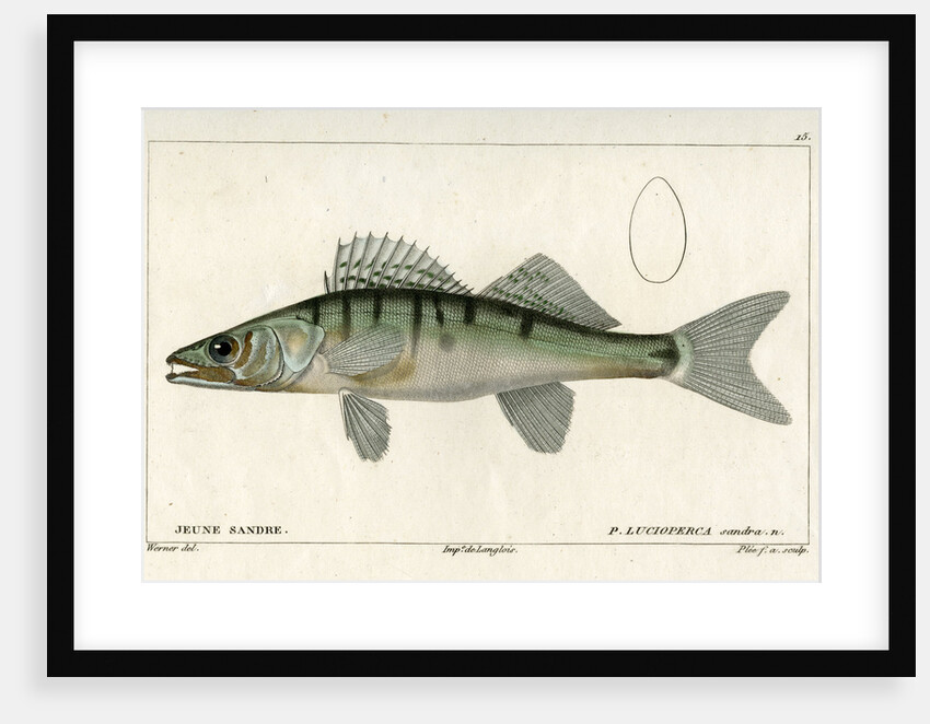 Zander by Francois Plée