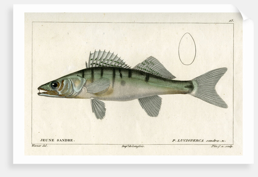 Zander by Francois Plée