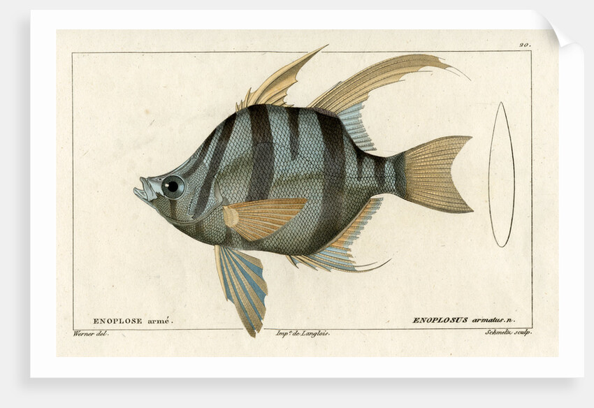 ‘Old Wife’ by Martin Schmeltz