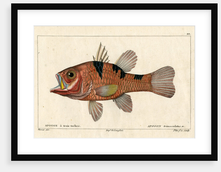 Three-spot cardinalfish by Francois Plée