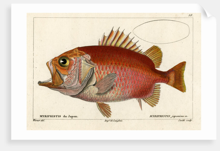 Japanese soldierfish by Smith