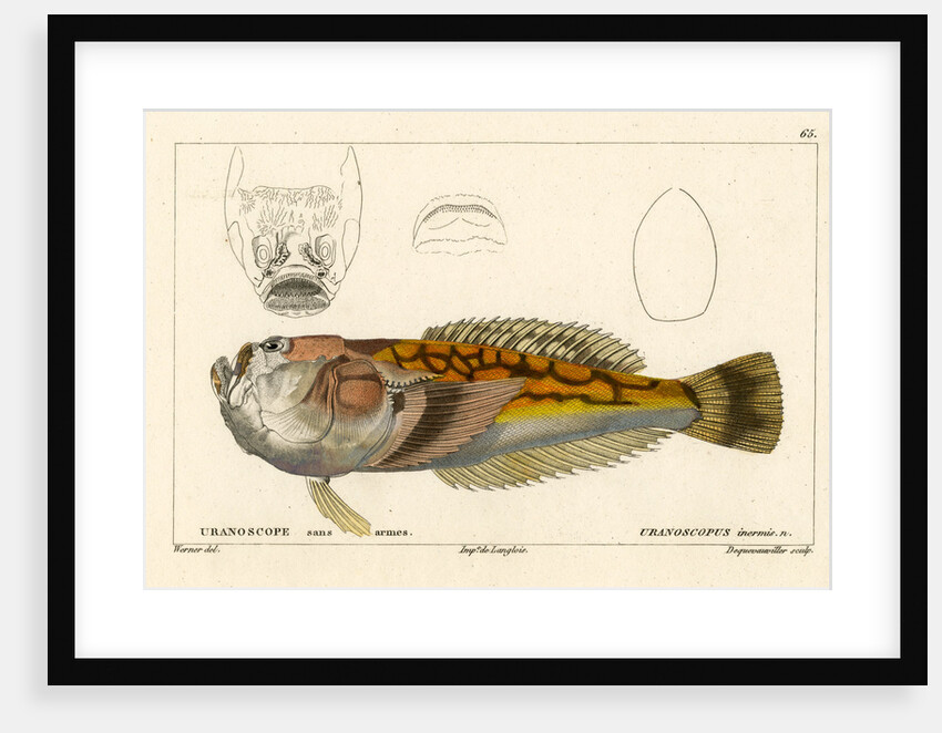 Longnosed stargazer by François Jacques Dequevauviller