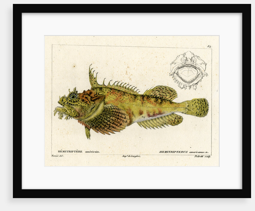 Sea raven by Vittore Pedretti