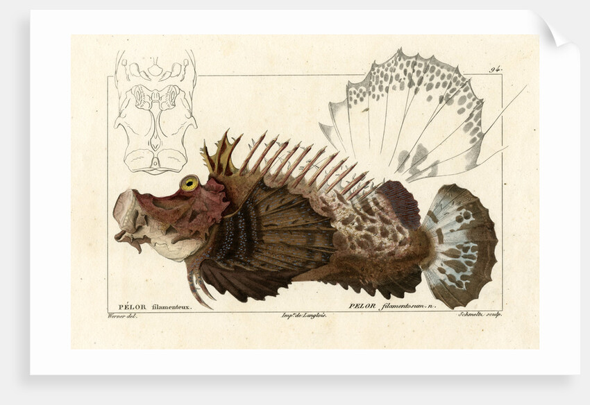 Two-stick stingfish by Martin Schmeltz