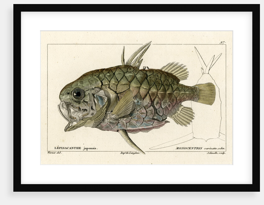 Pinecone fish by Martin Schmeltz