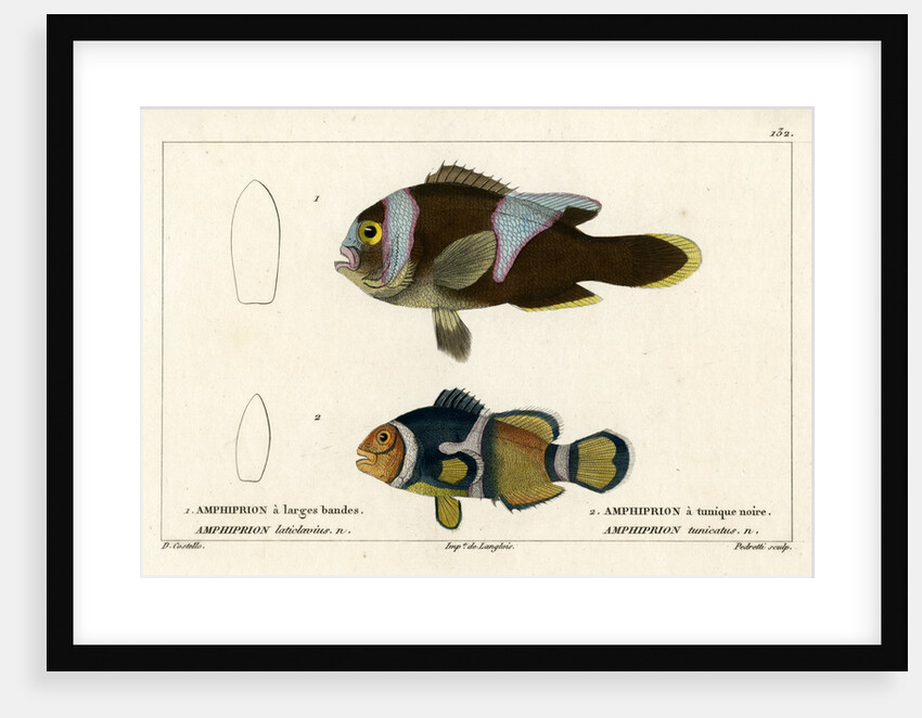 Two clownfishes by Vittore Pedretti