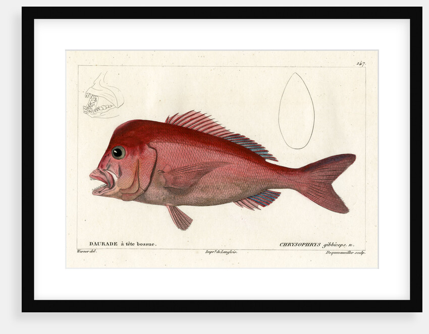 Red stumpnose by François Jacques Dequevauviller