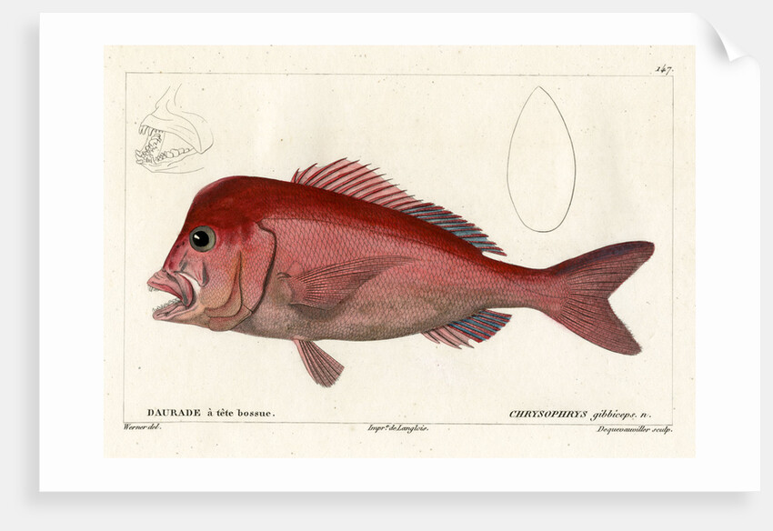 Red stumpnose by François Jacques Dequevauviller