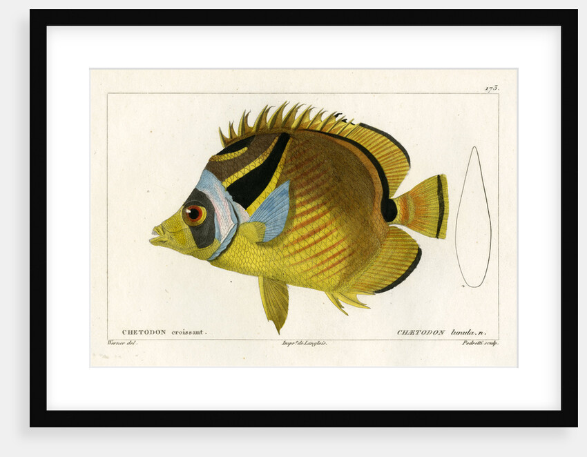 Raccoon butterflyfish by Vittore Pedretti