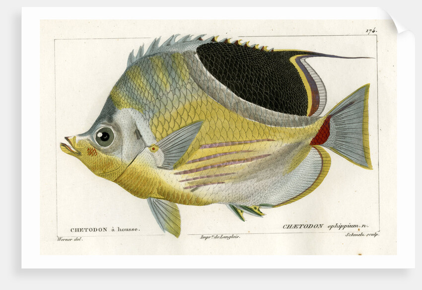 Saddle butterflyfish by Martin Schmeltz