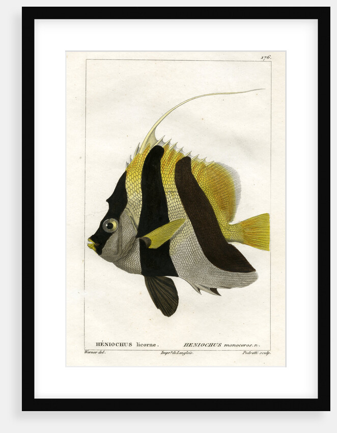 Masked bannerfish by Vittore Pedretti