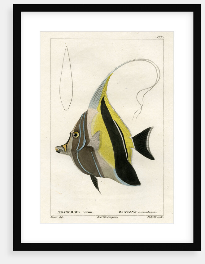 Moorish idol by Vittore Pedretti