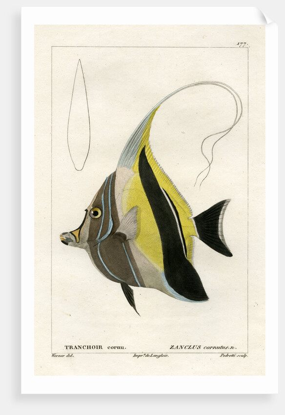 Moorish idol by Vittore Pedretti