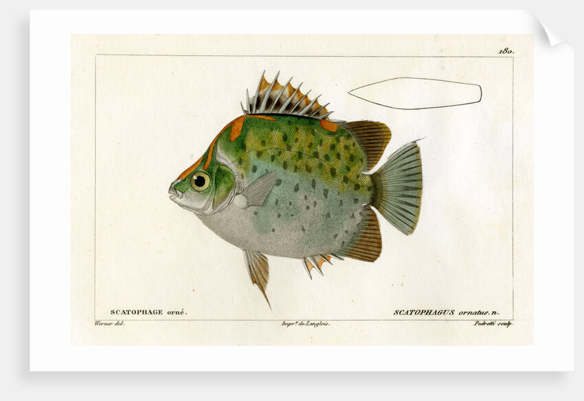 Spotted scat by Vittore Pedretti