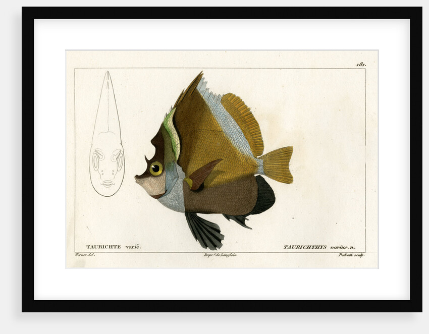 Horned bannerfish by Vittore Pedretti