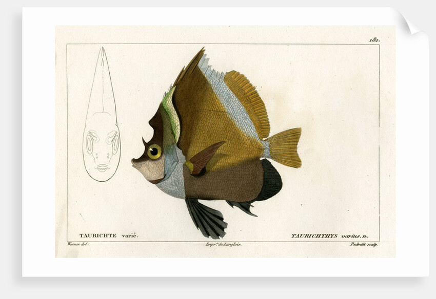 Horned bannerfish by Vittore Pedretti