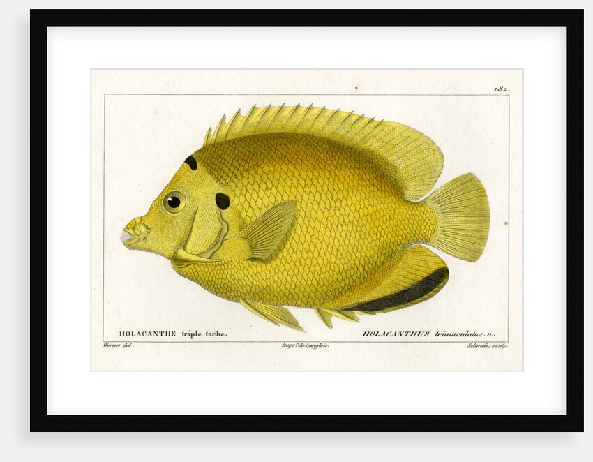 Threespot angelfish by Martin Schmeltz