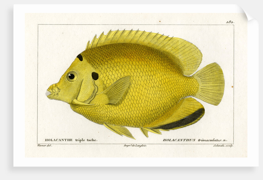 Threespot angelfish by Martin Schmeltz