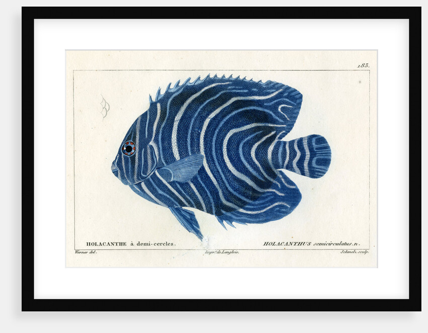 Semicircle angelfish by Martin Schmeltz