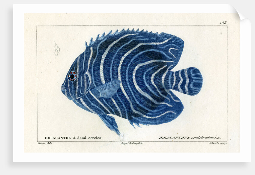 Semicircle angelfish by Martin Schmeltz