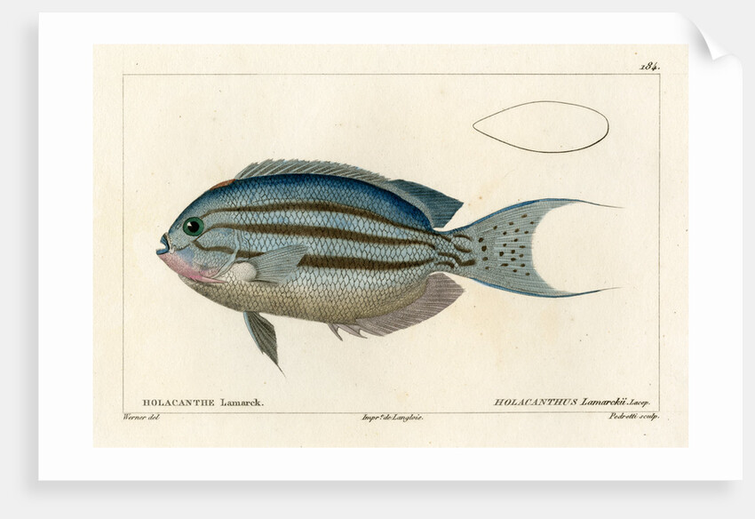 Lamarck’s angelfish by Vittore Pedretti