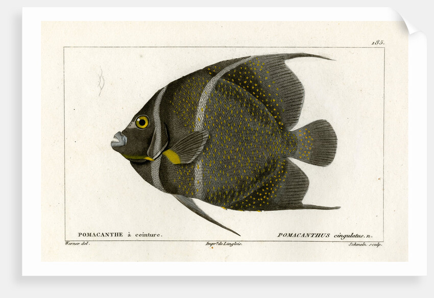 Grey angelfish by Martin Schmeltz