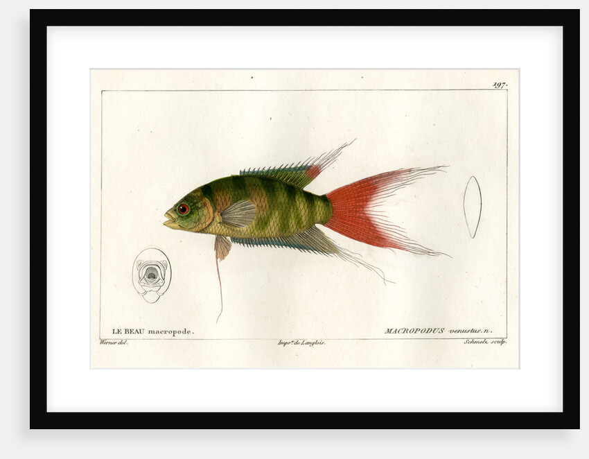 Paradise fish by Martin Schmeltz