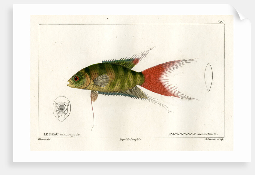 Paradise fish by Martin Schmeltz