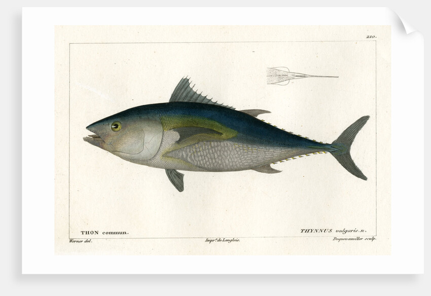 Atlantic bluefin tuna by François Jacques Dequevauviller