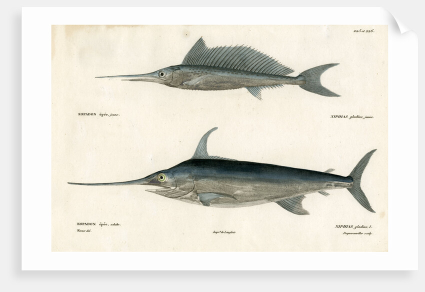 Swordfish by François Jacques Dequevauviller