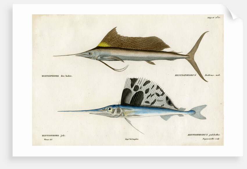 Sailfishes by François