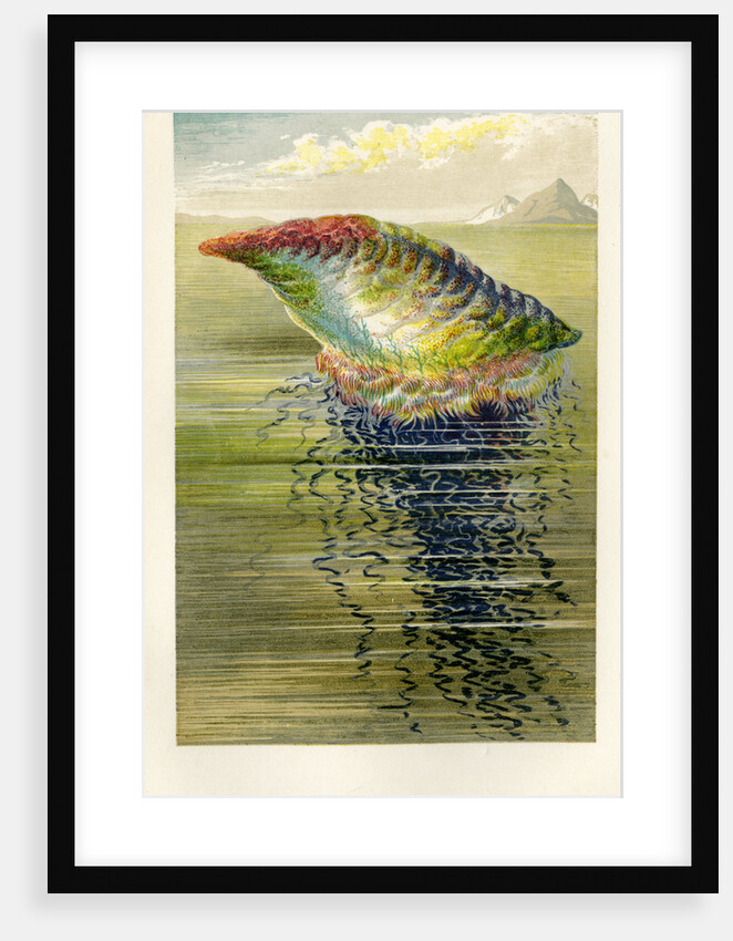 ‘The Portuguese Man of War’ by Unknown