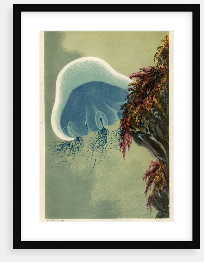 ‘The Blue Cyanaea’ by Unknown