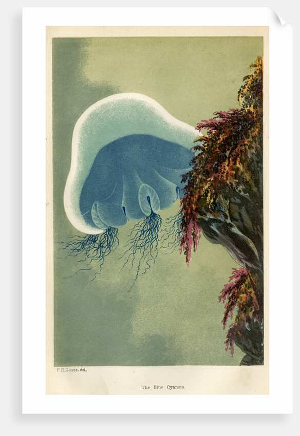 ‘The Blue Cyanaea’ by Unknown