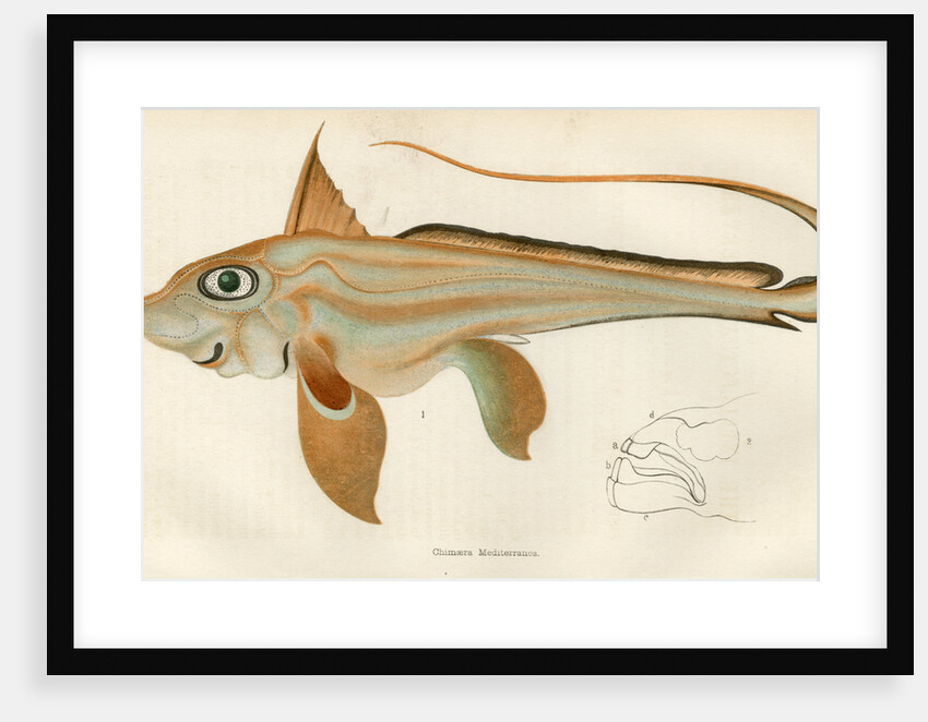 ‘Chimaera’ by Unknown