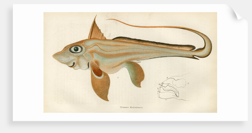 ‘Chimaera’ by Unknown