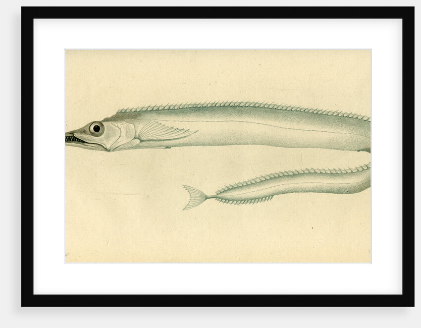 Silver scabbardfish by Edward Mitchell