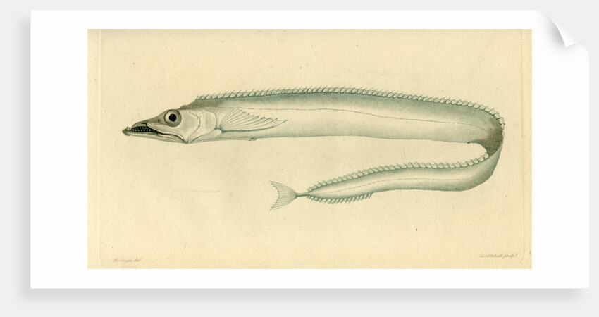 Silver scabbardfish by Edward Mitchell
