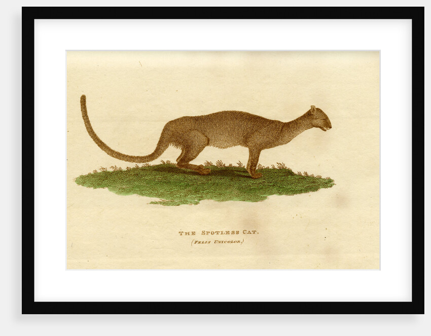 Jaguarundi by W & D Lizars