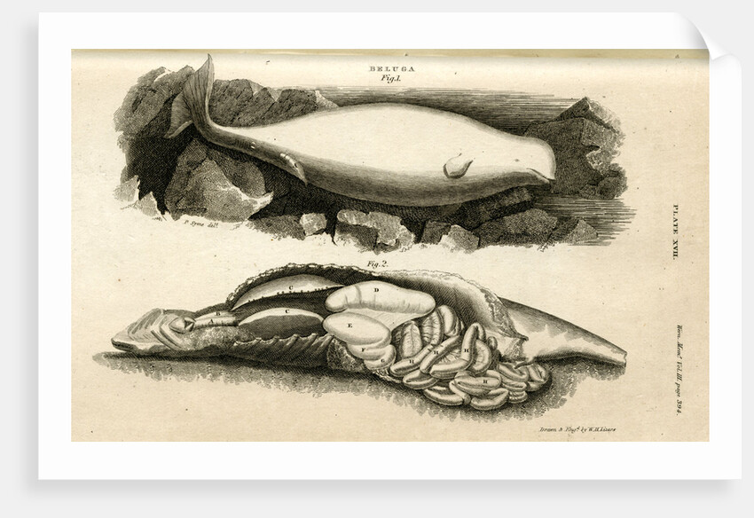 Beluga whale by William Home Lizars