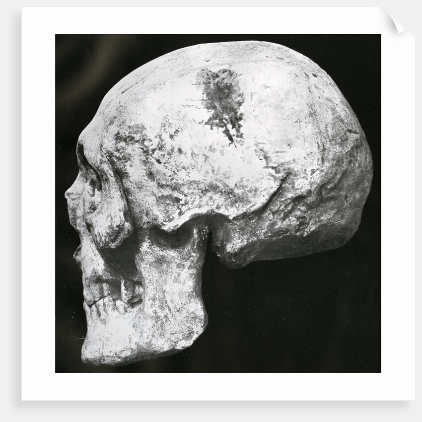 Robert the Bruce’s skull by Unknown