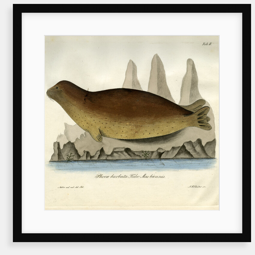 Bearded seal by Johann Friedrich Schröter