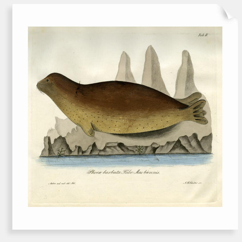 Bearded seal by Johann Friedrich Schröter
