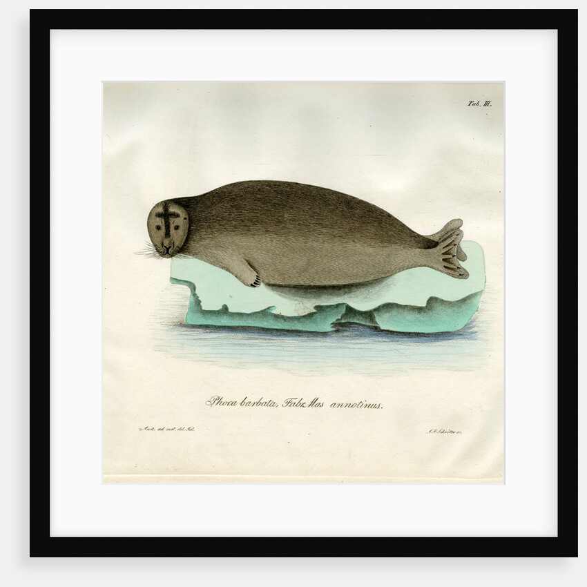 Bearded seal by Johann Friedrich Schröter